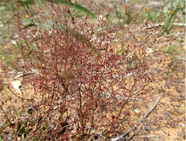 APII jpeg image of Gonocarpus micranthus subsp. ramosissimus  © contact APII