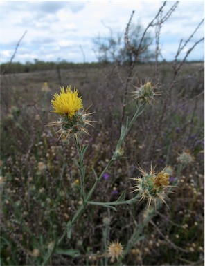 APII jpeg image of Centaurea melitensis  © contact APII