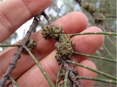 APII jpeg image of Allocasuarina luehmannii  © contact APII