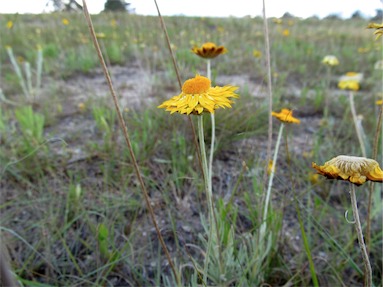 APII jpeg image of Leucochrysum albicans var. albicans  © contact APII