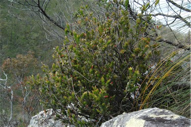 APII jpeg image of Leucopogon ruscifolius  © contact APII