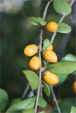 APII jpeg image of Diospyros humilis  © contact APII