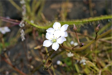 APII jpeg image of Drosera indica  © contact APII