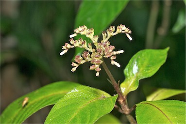 APII jpeg image of Ophiorrhiza australiana subsp. australiana  © contact APII