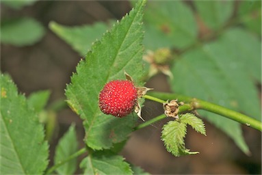 APII jpeg image of Rubus probus  © contact APII