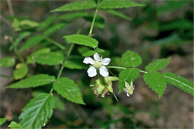 APII jpeg image of Rubus probus  © contact APII