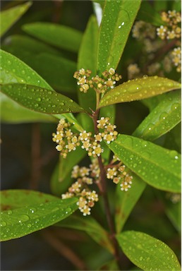 APII jpeg image of Tristaniopsis exiliflora  © contact APII