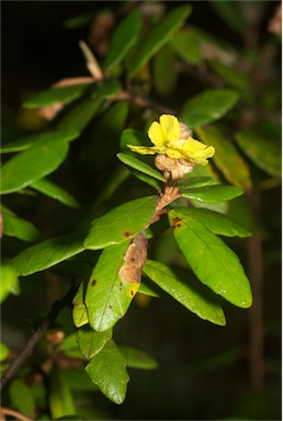 APII jpeg image of Hibbertia banksii  © contact APII