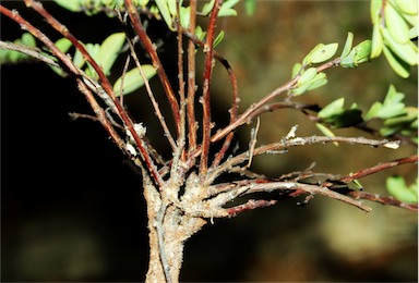 APII jpeg image of Sauropus elachophyllus  © contact APII