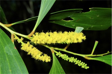 APII jpeg image of Acacia leptocarpa  © contact APII