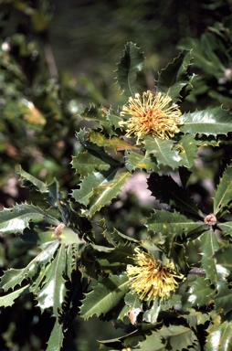 APII jpeg image of Banksia ilicifolia  © contact APII