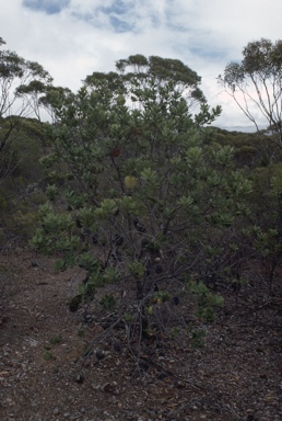 APII jpeg image of Banksia lemanniana  © contact APII