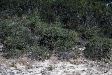 APII jpeg image of Banksia marginata  © contact APII