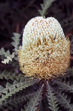 APII jpeg image of Banksia speciosa  © contact APII