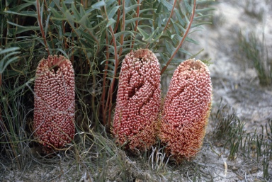 APII jpeg image of Banksia blechnifolia  © contact APII