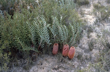 APII jpeg image of Banksia blechnifolia  © contact APII