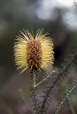 APII jpeg image of Banksia meisneri  © contact APII