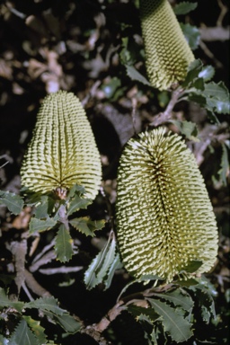 APII jpeg image of Banksia lemanniana  © contact APII