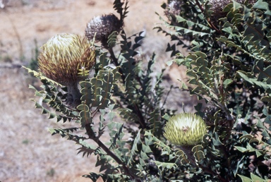 APII jpeg image of Banksia baxteri  © contact APII