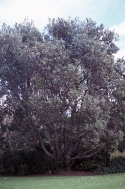 APII jpeg image of Banksia integrifolia  © contact APII