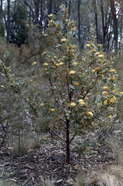 APII jpeg image of Banksia undata  © contact APII