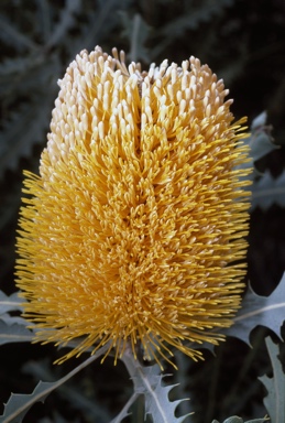 APII jpeg image of Banksia ashbyi  © contact APII