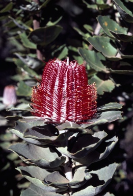 APII jpeg image of Banksia coccinea  © contact APII