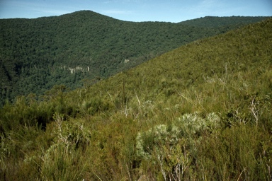 APII jpeg image of Banksia spinulosa var. spinulosa  © contact APII