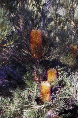 APII jpeg image of Banksia spinulosa  © contact APII