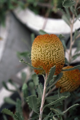 APII jpeg image of Banksia audax  © contact APII