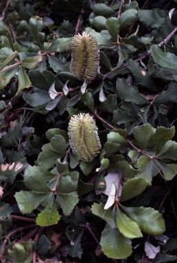 APII jpeg image of Banksia integrifolia 'Roller Coaster'  © contact APII