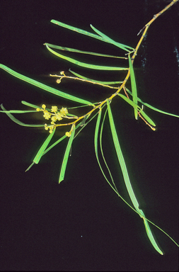 APII jpeg image of Acacia angusta  © contact APII