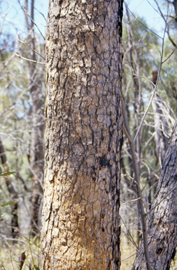 APII jpeg image of Corymbia hendersonii  © contact APII