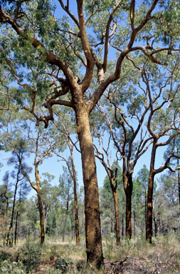 APII jpeg image of Corymbia watsoniana subsp. capillata  © contact APII