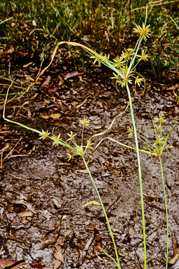 APII jpeg image of Cyperus fulvus  © contact APII