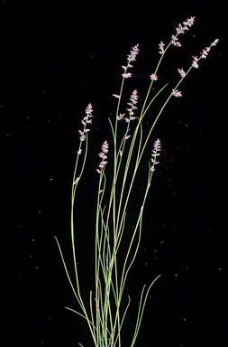 APII jpeg image of Eragrostis elongata  © contact APII