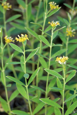 APII jpeg image of Pimelea curviflora var. gracilis  © contact APII