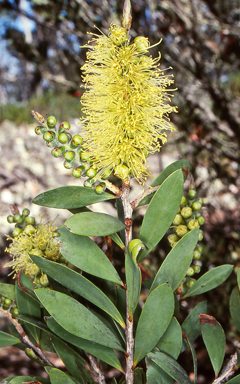 APII jpeg image of Callistemon pallidus  © contact APII