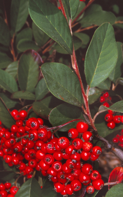 APII jpeg image of Cotoneaster glaucophyllus  © contact APII