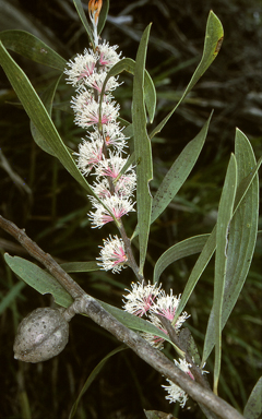 APII jpeg image of Hakea dactyloides  © contact APII