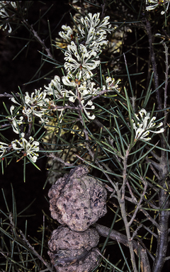 APII jpeg image of Hakea sericea  © contact APII