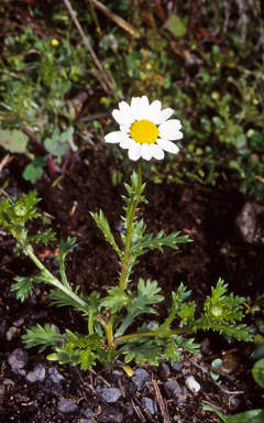 APII jpeg image of Leucanthemum vulgare  © contact APII