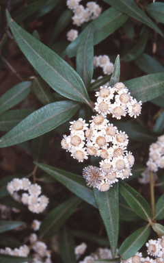 APII jpeg image of Ozothamnus stirlingii  © contact APII