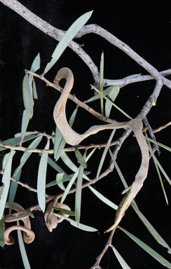 APII jpeg image of Acacia oswaldii  © contact APII