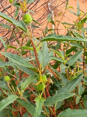 APII jpeg image of Adriana tomentosa var. hookeri  © contact APII