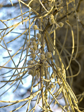 APII jpeg image of Amyema linophylla subsp. orientalis  © contact APII