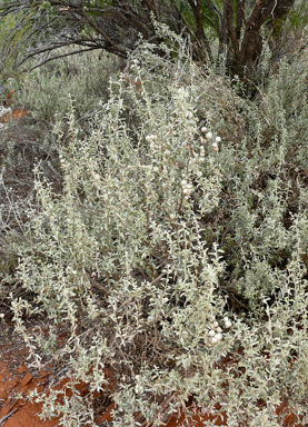 APII jpeg image of Atriplex spongiosa  © contact APII