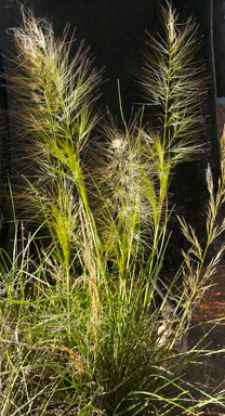 APII jpeg image of Austrostipa drummondii  © contact APII