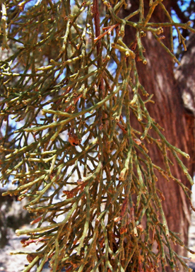 APII jpeg image of Callitris verrucosa  © contact APII