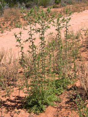 APII jpeg image of Carthamus lanatus  © contact APII